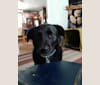 Pip, a Central Asian Village Dog tested with EmbarkVet.com