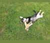 K2, an Australian Cattle Dog and German Shepherd Dog mix tested with EmbarkVet.com