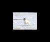 Photo of Cool Run Chandon, a Silken Windhound 