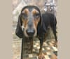 Monkey, a Black and Tan Coonhound tested with EmbarkVet.com