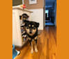 Mina, a Japanese or Korean Village Dog tested with EmbarkVet.com