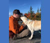 Finley, a Great Pyrenees and Border Collie mix tested with EmbarkVet.com