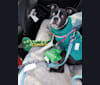Clover, a Boston Terrier tested with EmbarkVet.com