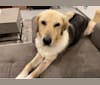 Charlie, a West Asian Village Dog tested with EmbarkVet.com