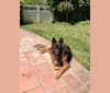 Saber, a German Shepherd Dog tested with EmbarkVet.com
