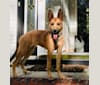 Photo of Dixie, a Rottweiler, German Shepherd Dog, Siberian Husky, and Cane Corso mix in Greensboro, North Carolina, USA