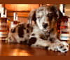 Whiskey, an Australian Shepherd and Labrador Retriever mix tested with EmbarkVet.com