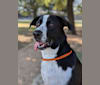 Ned, a Great Pyrenees and Australian Cattle Dog mix tested with EmbarkVet.com