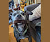Castor, an American Pit Bull Terrier and Labrador Retriever mix tested with EmbarkVet.com