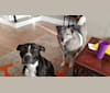 Freyja, a Norwegian Elkhound tested with EmbarkVet.com