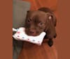 Roxie McWigglesworth, a Staffordshire Terrier and Labrador Retriever mix tested with EmbarkVet.com