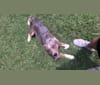 Photo of Kino, a Brittany, English Cocker Spaniel (Working Type), Australian Cattle Dog, American Bulldog, and Mixed mix in Jasper, Texas, USA