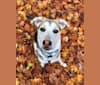 Sully, a Siberian Husky and German Shepherd Dog mix tested with EmbarkVet.com