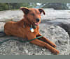 Rue, a Mountain Cur and German Shepherd Dog mix tested with EmbarkVet.com