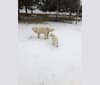 Photo of Raina, a Maremma Sheepdog  in Waupaca, Wisconsin, USA