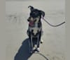 Trixie, a Labrador Retriever and American Foxhound mix tested with EmbarkVet.com