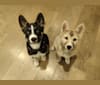 Zima, a Siberian Husky and German Shepherd Dog mix tested with EmbarkVet.com