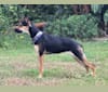 Olivia, a German Shepherd Dog and Doberman Pinscher mix tested with EmbarkVet.com