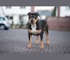 Photo of Gioia, an American Bully  in Netherlands
