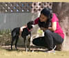 Diya, an Indian Indigenous Dog tested with EmbarkVet.com