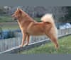 Mika, a Finnish Spitz tested with EmbarkVet.com