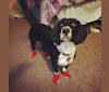 Annabelle, a Basset Hound and Boykin Spaniel mix tested with EmbarkVet.com