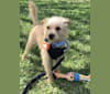 Kofee, a Chihuahua and Poodle (Small) mix tested with EmbarkVet.com