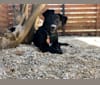 Kikko, a Labrador Retriever and German Shepherd Dog mix tested with EmbarkVet.com