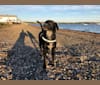 Lincoln, an Australian Cattle Dog and Labrador Retriever mix tested with EmbarkVet.com