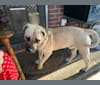 Photo of Sarge, a Perro de Presa Canario, American Bully, and Chow Chow mix in Sumter, South Carolina, USA