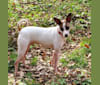 Luther, a Rat Terrier and Border Collie mix tested with EmbarkVet.com