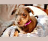 Toffee, a Poodle (Small) and Chihuahua mix tested with EmbarkVet.com