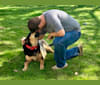 Oliver, a German Shepherd Dog and Basset Hound mix tested with EmbarkVet.com
