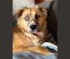 Photo of Bucky, an American Pit Bull Terrier, Siberian Husky, Chow Chow, Great Pyrenees, and Mixed mix in West Virginia, USA