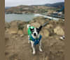 Photo of Topper, a Chihuahua  in SF, California, USA