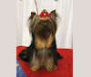 Photo of Nova, a Yorkshire Terrier  in Russia, Moscow Oblast, Russia