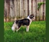 Kain, a Siberian Husky tested with EmbarkVet.com