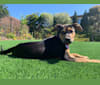 Paris Amelia Waters, a Chihuahua and Labrador Retriever mix tested with EmbarkVet.com
