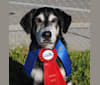 Dakota, a Labrador Retriever and Border Collie mix tested with EmbarkVet.com
