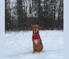 Otto, a Labrador Retriever and Black and Tan Coonhound mix tested with EmbarkVet.com