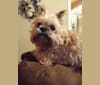 Groucho, a Brussels Griffon tested with EmbarkVet.com