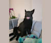 Bear, a Hong Kong Village Dog tested with EmbarkVet.com
