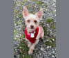Lucy, a Chihuahua and Poodle (Small) mix tested with EmbarkVet.com