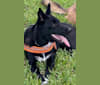 Donny El Dante, a Border Collie and German Shepherd Dog mix tested with EmbarkVet.com