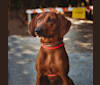 Addie, a Redbone Coonhound tested with EmbarkVet.com