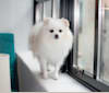 TOFU, a Pomeranian and Pekingese mix tested with EmbarkVet.com