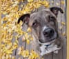 Cooper, a Staffordshire Terrier and Chesapeake Bay Retriever mix tested with EmbarkVet.com