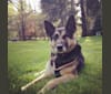 Teagan, a German Shepherd Dog and Siberian Husky mix tested with EmbarkVet.com