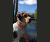 Chelsea, an Australian Shepherd and Treeing Walker Coonhound mix tested with EmbarkVet.com