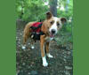 Beasley, a German Shepherd Dog and Labrador Retriever mix tested with EmbarkVet.com